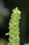 Yellow giant hyssop